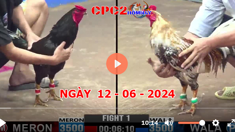 Đá gà CPC2 ngày 12-06-2024