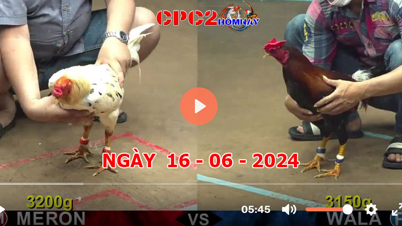 Đá gà CPC2 ngày 16-06-2024