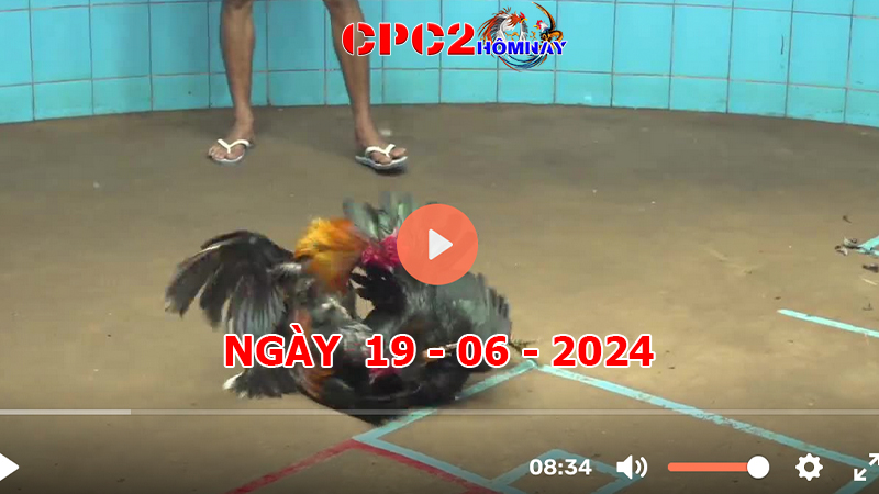 Đá gà CPC2 ngày 19-06-2024