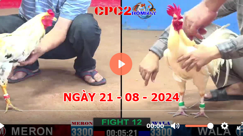 Đá gà CPC2 ngày 21-8-2024