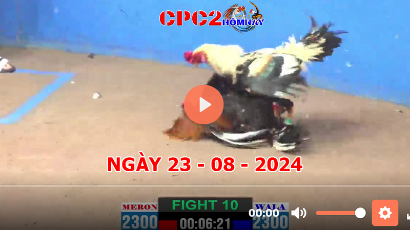 Đá gà CPC2 ngày 23-8-2024