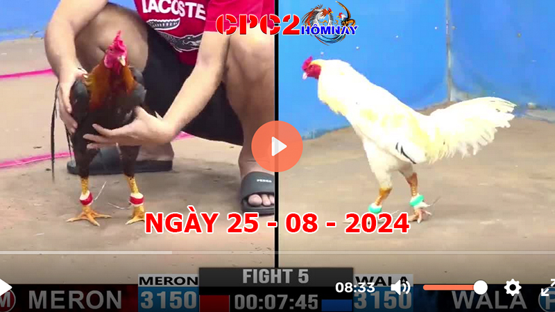 Đá gà CPC2 ngày 25-8-2024