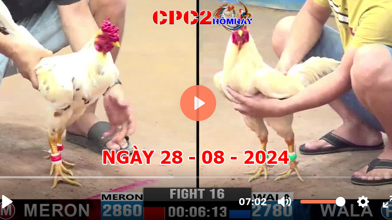 Đá gà CPC2 ngày 28-8-2024