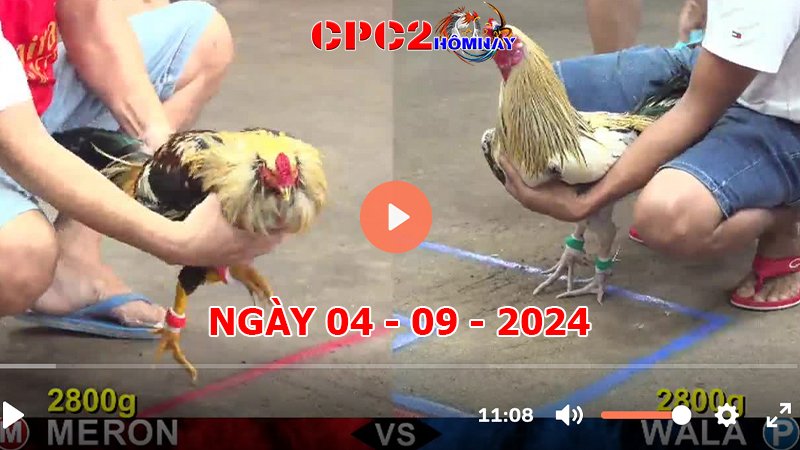 Đá gà CPC2 ngày 04-9-2024