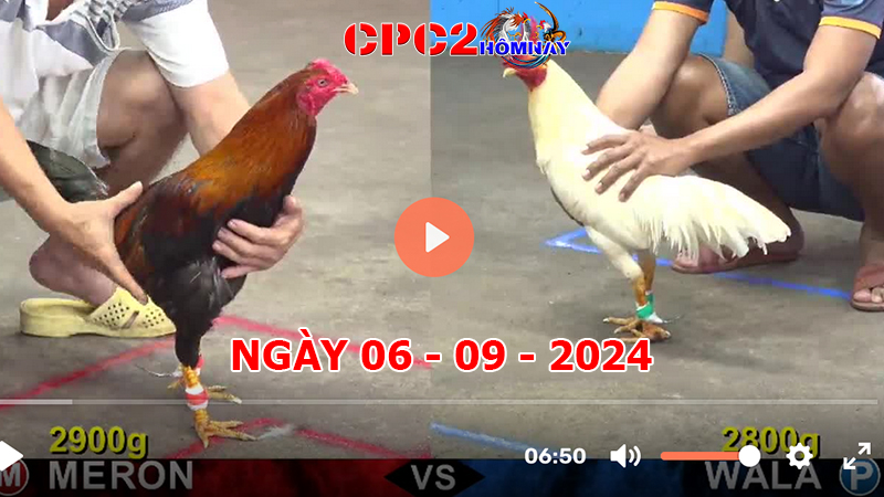 Đá gà CPC2 ngày 06-9-2024