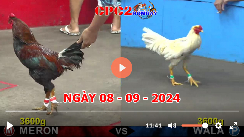 Đá gà CPC2 ngày 08-9-2024