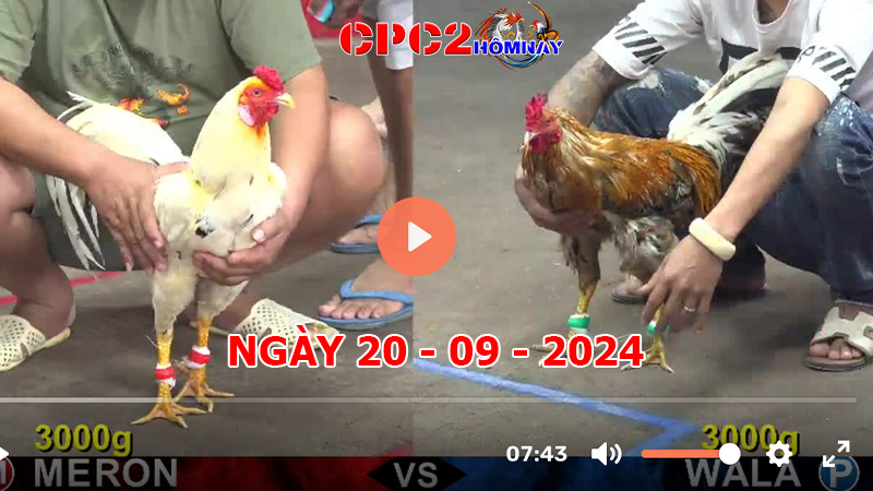 Đá gà CPC2 ngày 20-9-2024